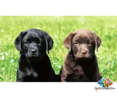 About Labrador Puppies and dog breed, often just called Labradors—are one of the most popular and lo / 6