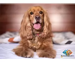 Tell me about cocker spaniel Puppies and dog breed / 1
