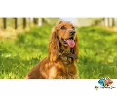 Tell me about cocker spaniel Puppies and dog breed / 2
