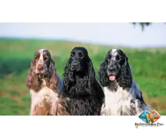 Tell me about cocker spaniel Puppies and dog breed / 3