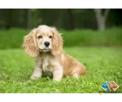 Tell me about cocker spaniel Puppies and dog breed / 5