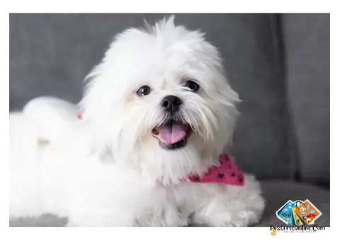 About shih tzu Puppies and dog breed-Are you looking for shih tzu Puppies