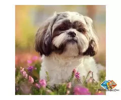 About shih tzu Puppies and dog breed-Are you looking for shih tzu Puppies / 2