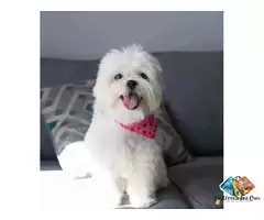 About shih tzu Puppies and dog breed-Are you looking for shih tzu Puppies / 3