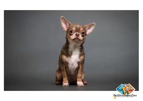 Information about Chihuahua puppies and dogs, get the Chihuahua puppies here