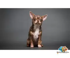 Information about Chihuahua puppies and dogs, get the Chihuahua puppies here / 1