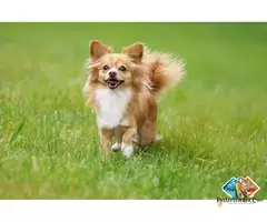 Information about Chihuahua puppies and dogs, get the Chihuahua puppies here / 5