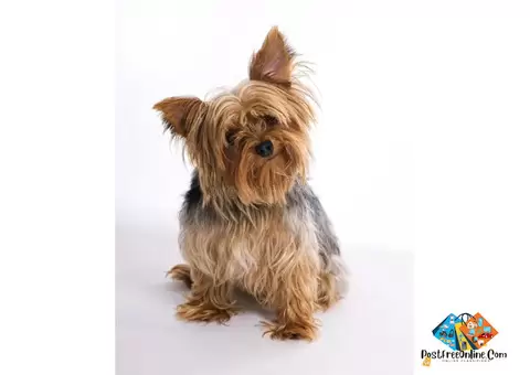 Information about Yorkshire Terrier Dog breed puppies and dogs, what is the breed temperament