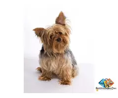 Information about Yorkshire Terrier Dog breed puppies and dogs, what is the breed temperament / 1