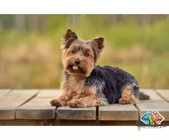 Information about Yorkshire Terrier Dog breed puppies and dogs, what is the breed temperament / 2