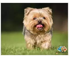 Information about Yorkshire Terrier Dog breed puppies and dogs, what is the breed temperament / 3