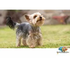 Information about Yorkshire Terrier Dog breed puppies and dogs, what is the breed temperament / 4