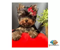 Information about Yorkshire Terrier Dog breed puppies and dogs, what is the breed temperament / 5
