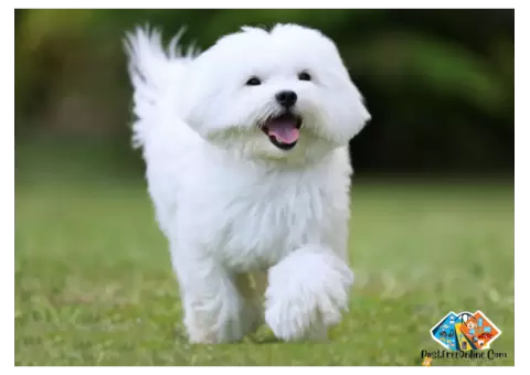 Information about Maltese dog breed puppies and dogs, what is the breed temperament.