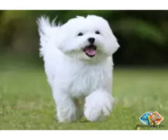 Information about Maltese dog breed puppies and dogs, what is the breed temperament. / 1