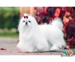 Information about Maltese dog breed puppies and dogs, what is the breed temperament. / 2