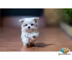 Information about Maltese dog breed puppies and dogs, what is the breed temperament. / 3