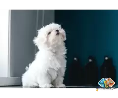 Information about Maltese dog breed puppies and dogs, what is the breed temperament. / 6