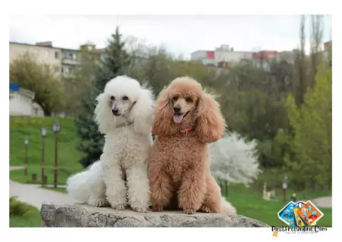 Information about Poodle dog breed puppies, what is the breed temperament