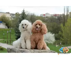 Information about Poodle dog breed puppies, what is the breed temperament / 1