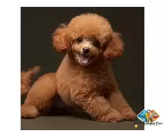 Information about Poodle dog breed puppies, what is the breed temperament / 2