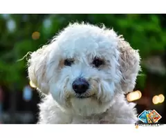 Information about Poodle dog breed puppies, what is the breed temperament / 3