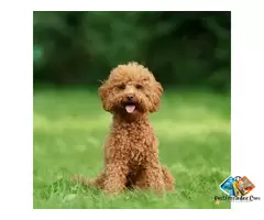Information about Poodle dog breed puppies, what is the breed temperament / 4