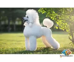 Information about Poodle dog breed puppies, what is the breed temperament / 5