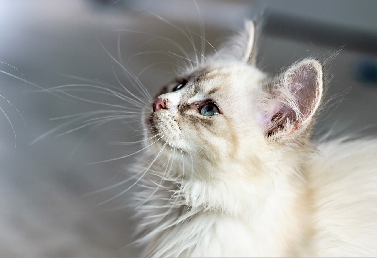 How to groom furry kitten at home