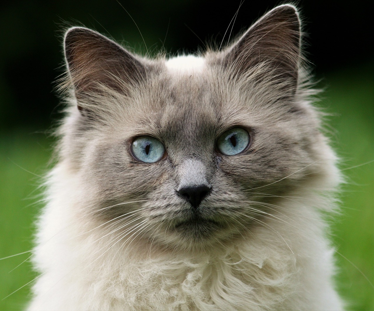 What are some essential tips for keeping your cat healthy
