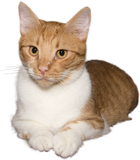 What are some interesting and lesser-known facts about cats