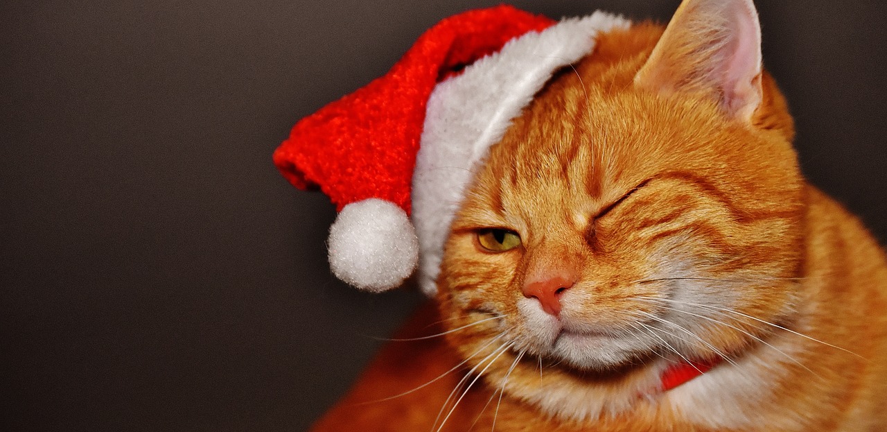 How do cats form attachments to their owners