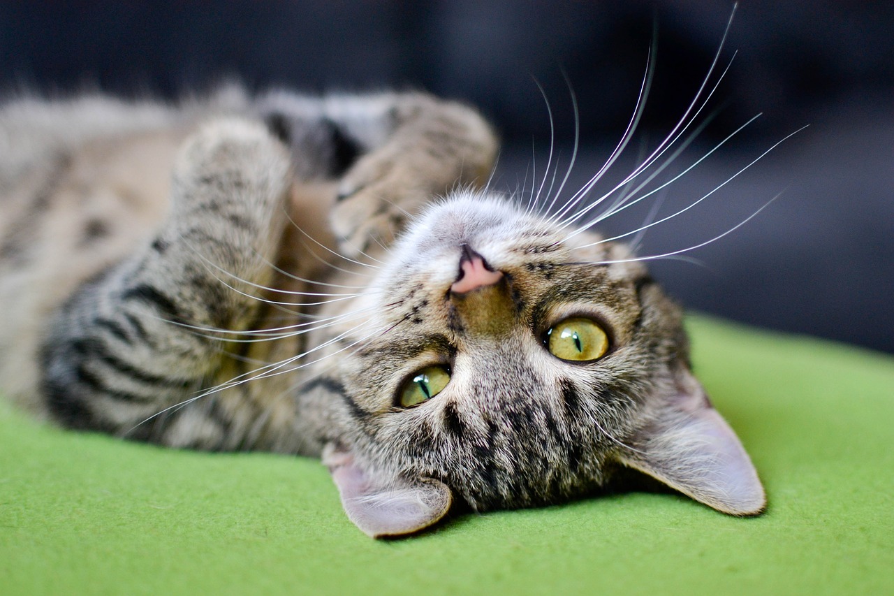 What is best entertainment for Cats