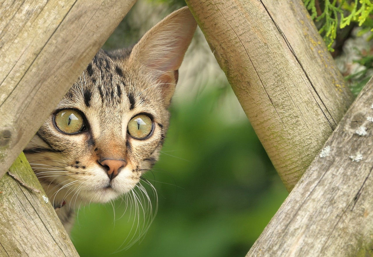 What types of toys and activities do cats enjoy the most