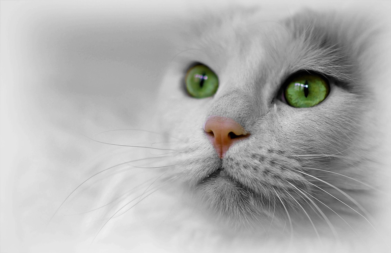 Are there specific games or puzzles that can stimulate a cat's mind