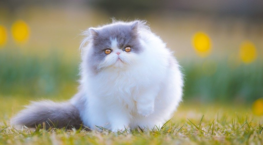 Are there any human foods that are toxic to cats
