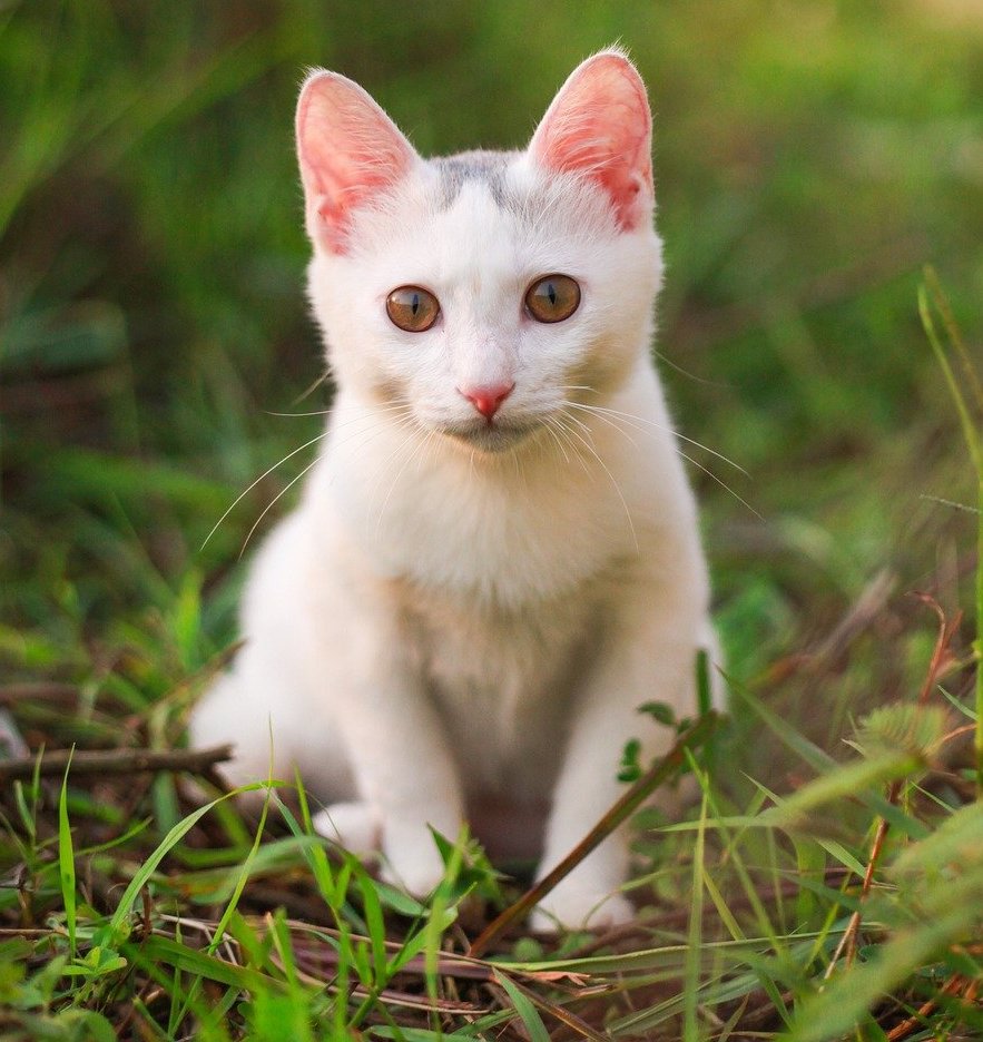 What should you do if your cat is vomiting or having diarrhea