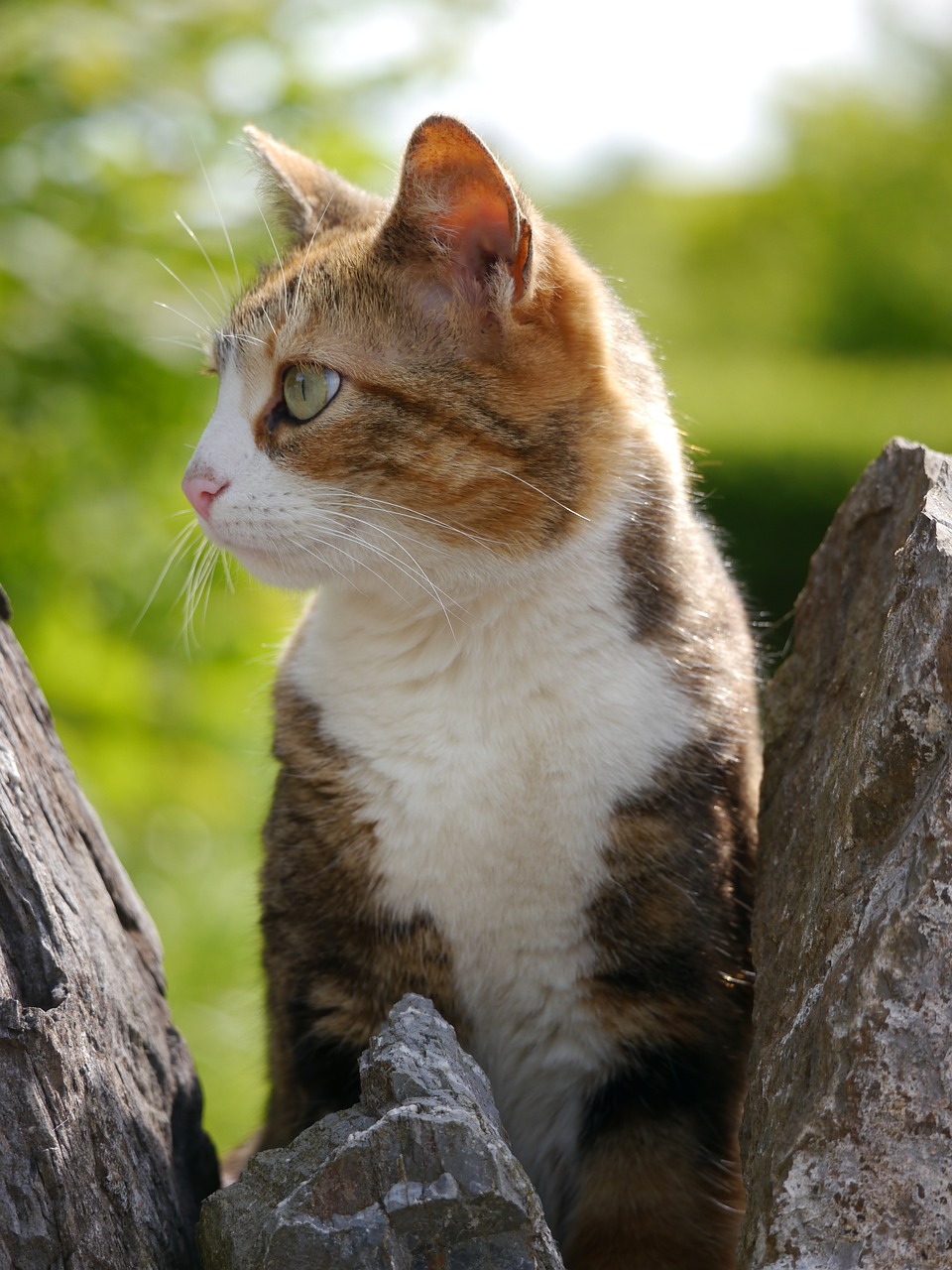What are the best ways to keep your cat's teeth clean and healthy