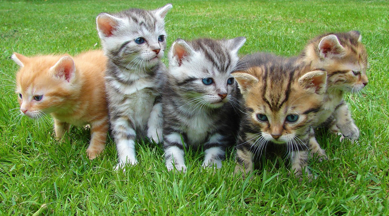 What are some natural remedies for urinary tract infections in cats
