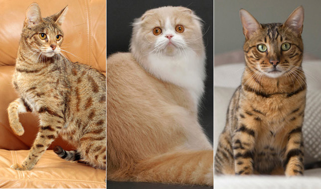 Exploring New Cat Breeds: Fascinating Felines of the Future