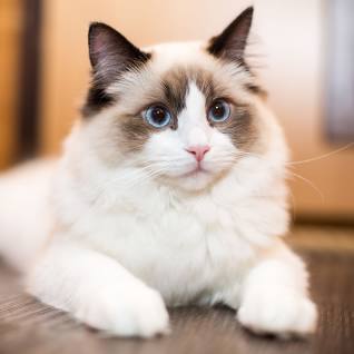 Designing a pet-friendly home is essential for ensuring the safety, health, and happiness of your pets