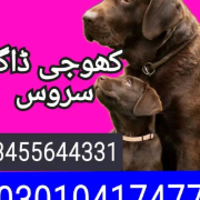 Ibrahim Rajpoot